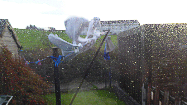 storm bert