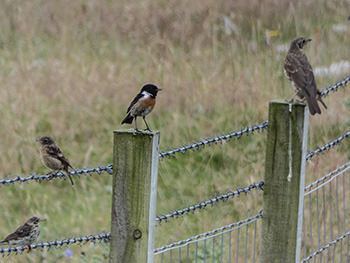 #rubbishbirdingwithbrodie