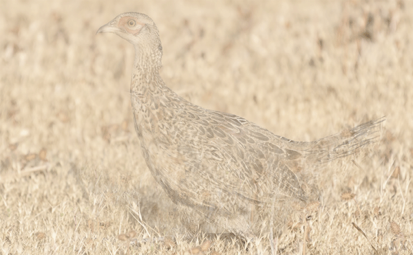 pheasant