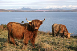 highland cows