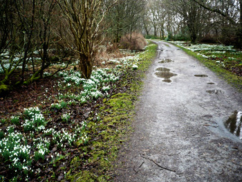 snowdrops