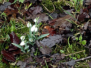 snowdrops