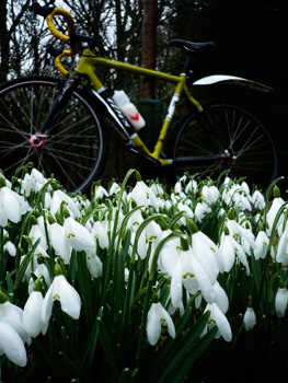 snowdrops