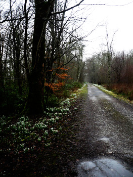 snowdrops
