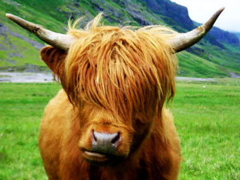 cow