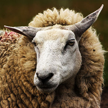 sheep