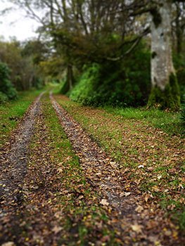 bridgend woods