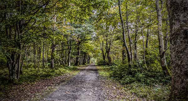 bridgend woods