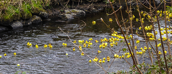 duck_derby