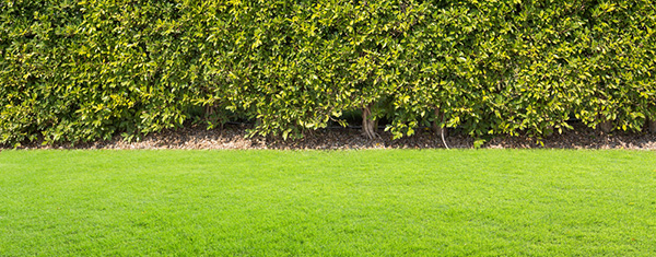 hedge
