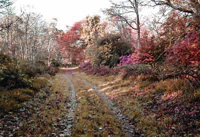 ballygrant woods