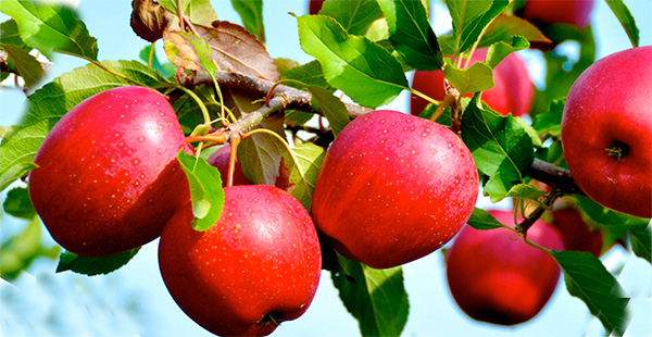 apples