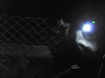nightrider minewt