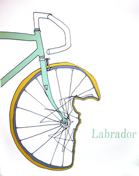 labrador