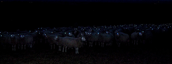 sheep in the dark