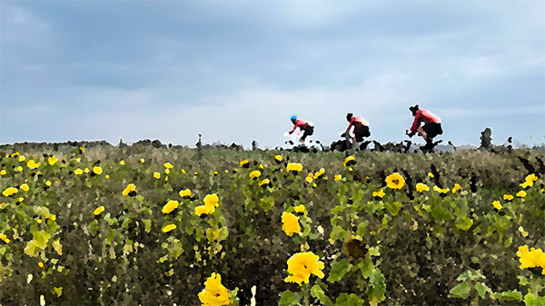 sunflowers at saligo
