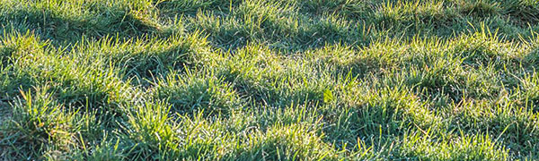 grassy tussocks
