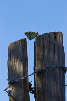 butterfly