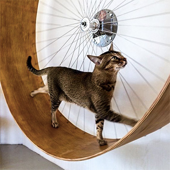 cat wheel by wheelsmith