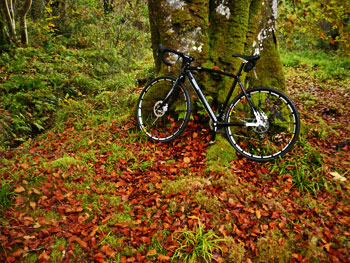 condor bivio x, bridgend woods